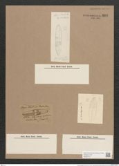 Navicula stuxbergii Cleve (de-Toni-Nr.: Genus 1, Species 386) Zeichnungen Sammlung Grunow Nr. 866 (NHMW-BOT-W0367317)